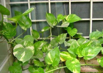 घर की सुख-समृद्धि के लिए जरुरी हैं  मनी प्लांट, लेकिन कुछ गलतियों से हो सकता हैं नुकसान