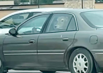 कार की बैकसीट पर गाय को बैठाकर मैकडॉनेल्ड्स ले गया शख्स