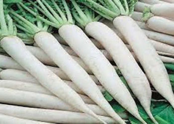 मूली के प्रकार और मूली खाने के फायदे जानकर रह जाएंगे हैरान