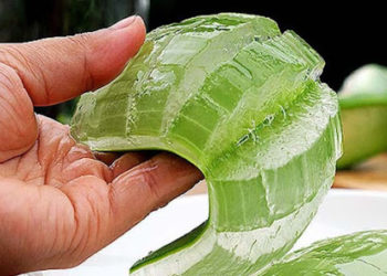 औषधीय पौधे एलोवेरा से होता है इतना फायदा जानकर रह जाएंगे हैरान