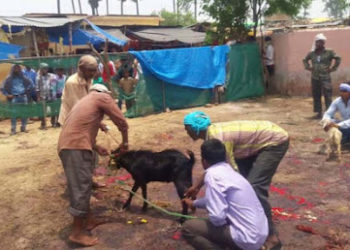 जानिए क्यों दी जाती है बलि