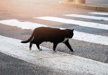 बिल्ली के रास्ता काटने पर रुकना सिर्फ अंधविश्वास नहीं, ये है इसका वैज्ञानिक आधार