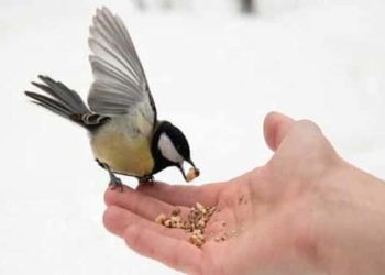 जानिए कबूतर को दाना डालना क्यों है खास