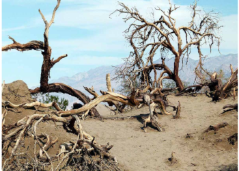 कैलिफोर्निया में दिखा पेड़ों की मौत का हैरान करने वाला नजारा