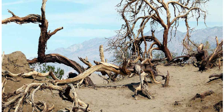 कैलिफोर्निया में दिखा पेड़ों की मौत का हैरान करने वाला नजारा