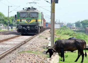 ट्रेन से एक पशु के कटने पर रेलवे को लगती है करोड़ों की चपत, जानिए कैसे