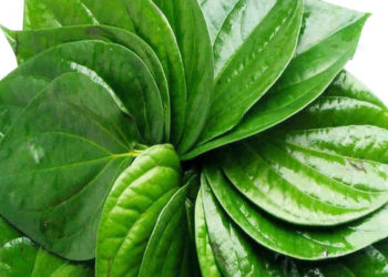 पान के पत्तों को चबाना पाचन के लिए फायदेमंद, इन समस्याओं से मिलती है निजात