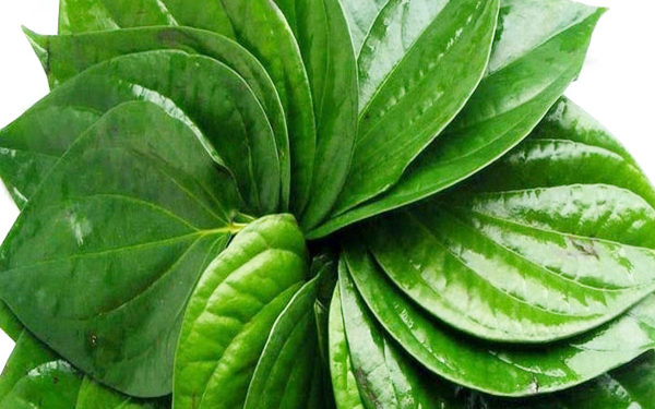 पान के पत्तों को चबाना पाचन के लिए फायदेमंद, इन समस्याओं से मिलती है निजात