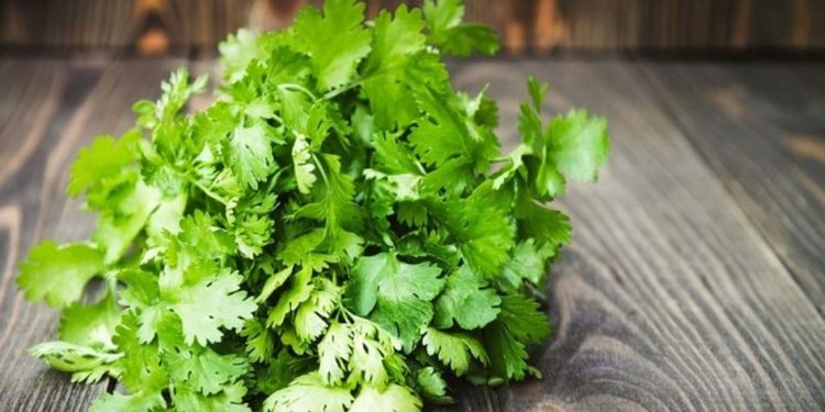 धनिया का पानी होता है बेस्ट हेल्थ ड्रिंक, बढ़ती है रोग प्रतिरोधक क्षमता