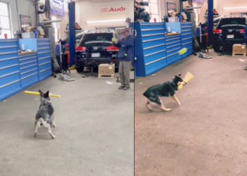 डॉगी ने की ऐसी बल्लेबाज़ी कि लोग देखते ही रह गए