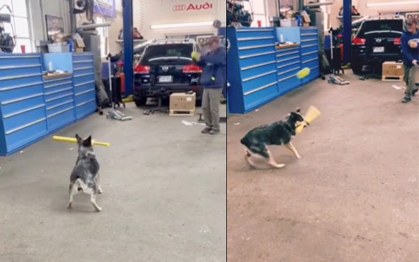 डॉगी ने की ऐसी बल्लेबाज़ी कि लोग देखते ही रह गए