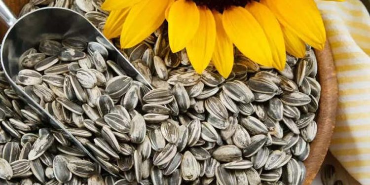 सेहत के लिए लाभदायक हैं सूरजमुखी के बीज, ऐसे करें इस्तेमाल