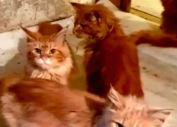 करीब 20 भूखी बिल्लियों ने महिला को कटा, हुई मौत