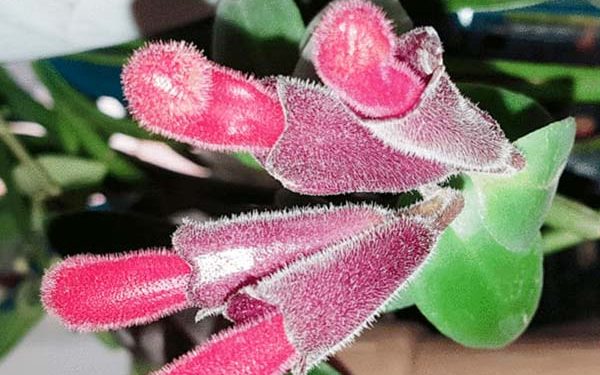 जानिए क्यों सुर्खियों में ‘लिपस्टिक वाला फूल