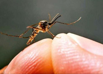 किसे काटते हैं ज्यादा मच्छर?, जानिए मच्छरों से जुड़े दिलचस्प फैक्ट्स