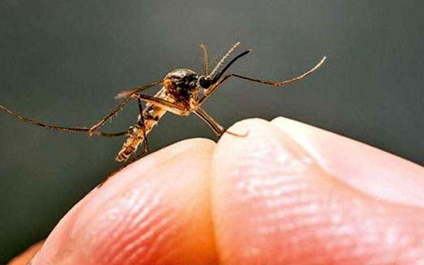 किसे काटते हैं ज्यादा मच्छर?, जानिए मच्छरों से जुड़े दिलचस्प फैक्ट्स