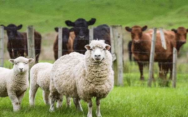 न्यूजीलैंड में भेड़ या गाय के डकारने पर किसानों को हर बार देना होगा पैसा, ये है वजह