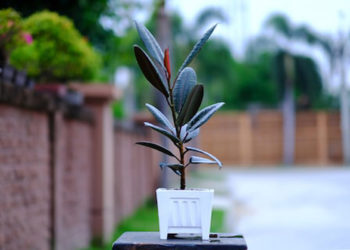 रबर प्लांट करता है घर के वातावरण को शुद्ध, अच्छा एयर प्यूरीफायर है रबर प्लांट