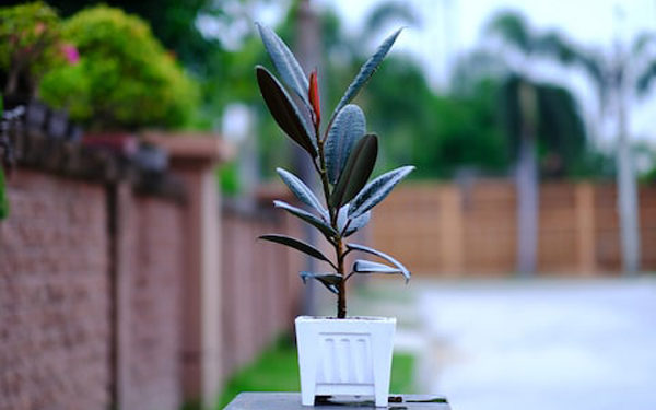 रबर प्लांट करता है घर के वातावरण को शुद्ध, अच्छा एयर प्यूरीफायर है रबर प्लांट