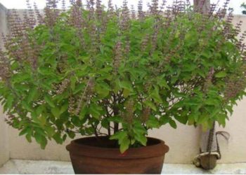 तुलसी पूजन और गो सेवा से रहेंगे रोग दूर