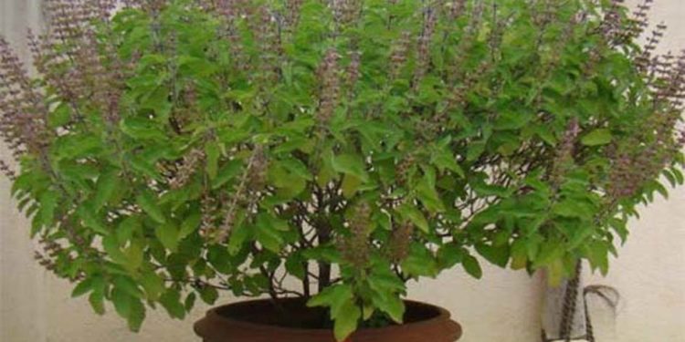 तुलसी पूजन और गो सेवा से रहेंगे रोग दूर