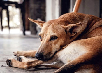 जिस मोहल्ले में होते हैं कुत्ते ज्यादा, वहां होता है ये फायदा