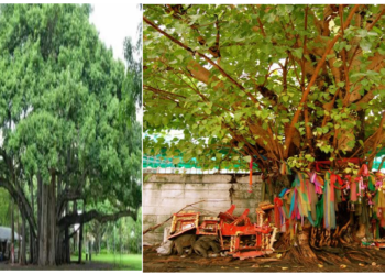 इन पेड़-पौधों की पूजा करने से बनेंगे धनवान, जानिए कैसे?