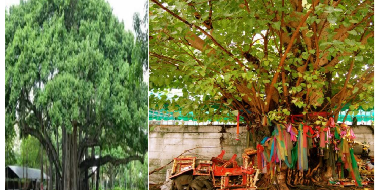 इन पेड़-पौधों की पूजा करने से बनेंगे धनवान, जानिए कैसे?