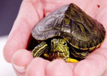 घर में सुख, समृद्धि बढ़ाता है कछुआ