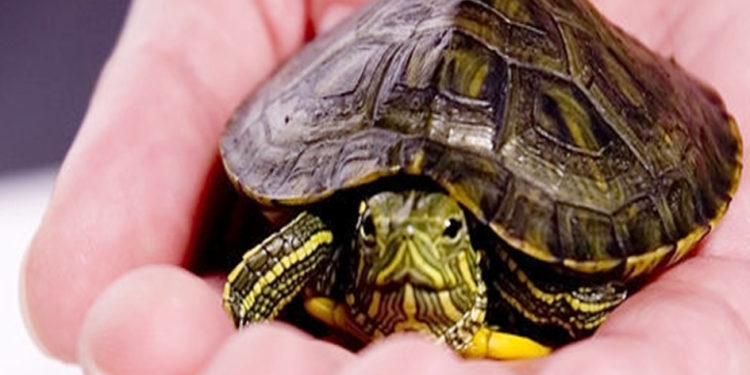 घर में सुख, समृद्धि बढ़ाता है कछुआ