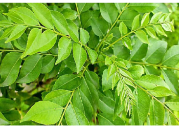 करी पत्ते के इस्तेमाल से बालों को करें काला, ये है इस्तेमाल का तरीका