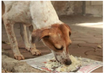 कुत्ते को रोटी खिलाने से ये तीन ग्रह भी देने लगते हैं शुभ फल