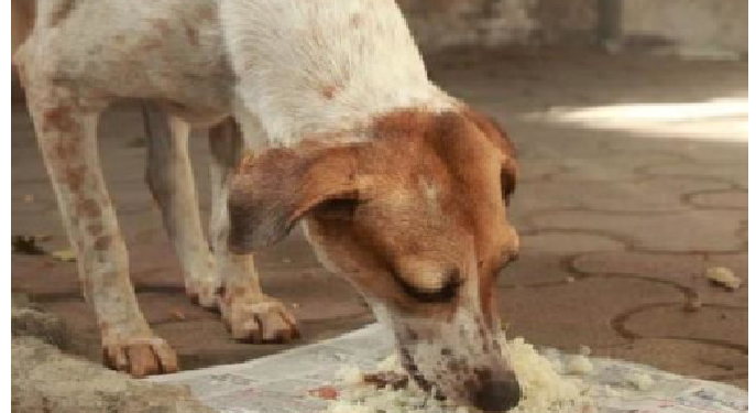 कुत्ते को रोटी खिलाने से ये तीन ग्रह भी देने लगते हैं शुभ फल
