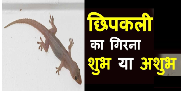 जानिए शरीर के किस हिस्से पर छिपकली का गिरना होता है शुभ-अशुभ