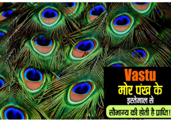 Mor Pankh Tips: जिंदगी में अपार सफलता के लिए करें मोर पंख से जुड़ा ये खास उपाय