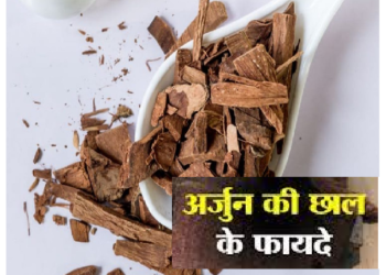 अर्जुन की छाल में है कई गुण, इन समस्याओं को आसानी से कर देती है छूमंतर