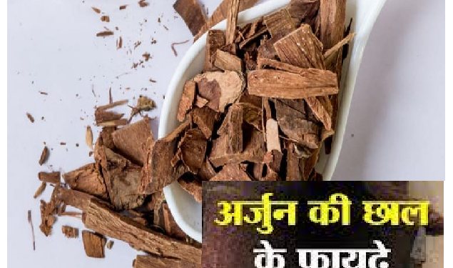 अर्जुन की छाल में है कई गुण, इन समस्याओं को आसानी से कर देती है छूमंतर
