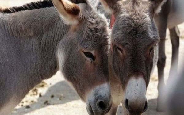 इस वजह से गंधे का मांस खा रहे आंधप्रदेश के लोग, अवैध रुप से 600 रुपये किलो बिका रहा मांस