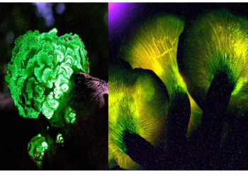 भारत के इस राज्य में दिखाई दिए अवतार फिल्म जैसे रोशनी छोड़ने वाले मशरूम