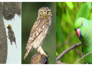 इन पक्षियों को घर में रखना या दिखना माना जाता है शुभ