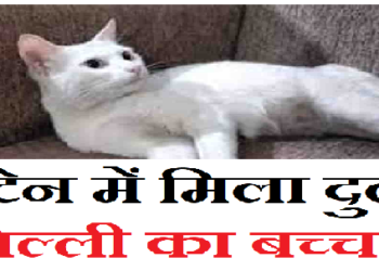 ब्रिटेन में मिला दुर्लभ बिल्ली का बच्चा, ना मेल है-ना फीमेल