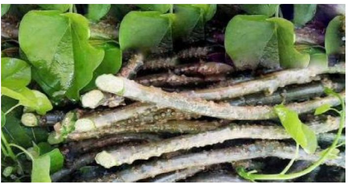 गिलोय सिर्फ फायदा ही नहीं पहुचा सकती है नुकसान, खाने से पहले जरूर जान लें बात