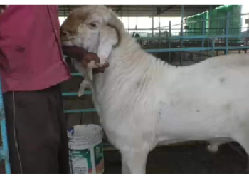 मध्य प्रदेश के इस शहर में बकरियों की तरह दूध दे रहे हैं बकरे, जानिए क्या है पूरा मामला