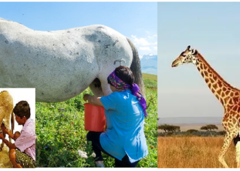 अजब गजब: गधी, घोड़ी और जिराफ का दूध पीना पसंद करते हैं यहां के लोग
