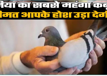 करोड़ों में है इस कबूतर की कीमत, खासियत जानकर रह जाएंगे दंग