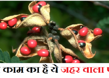 ये जहर वाला पौधा जान लेने के साथ बीमारियों को भी करता है ठीक