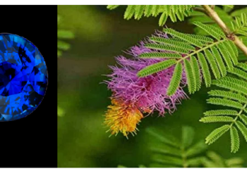 अगर नीलम नहीं पहन सकते तो हाथ में बांधें ये चमत्कारी जड़, होगा फायदा ही फायदा