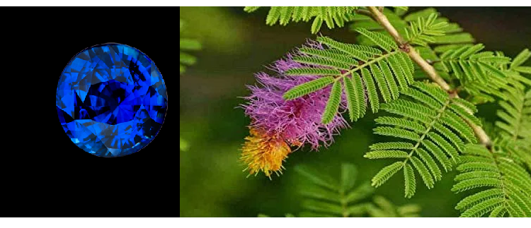 अगर नीलम नहीं पहन सकते तो हाथ में बांधें ये चमत्कारी जड़, होगा फायदा ही फायदा