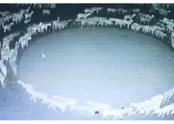 लगातार 12 दिनों से गोल चक्कर लगा रही हैं यहां की भेड़ें, वैज्ञानिक भी हैरान