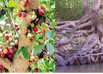 इस पेड़ की जड़ से रातोंरात बदल जाएगी किस्मत, माना जाता है हीरे का विकल्प